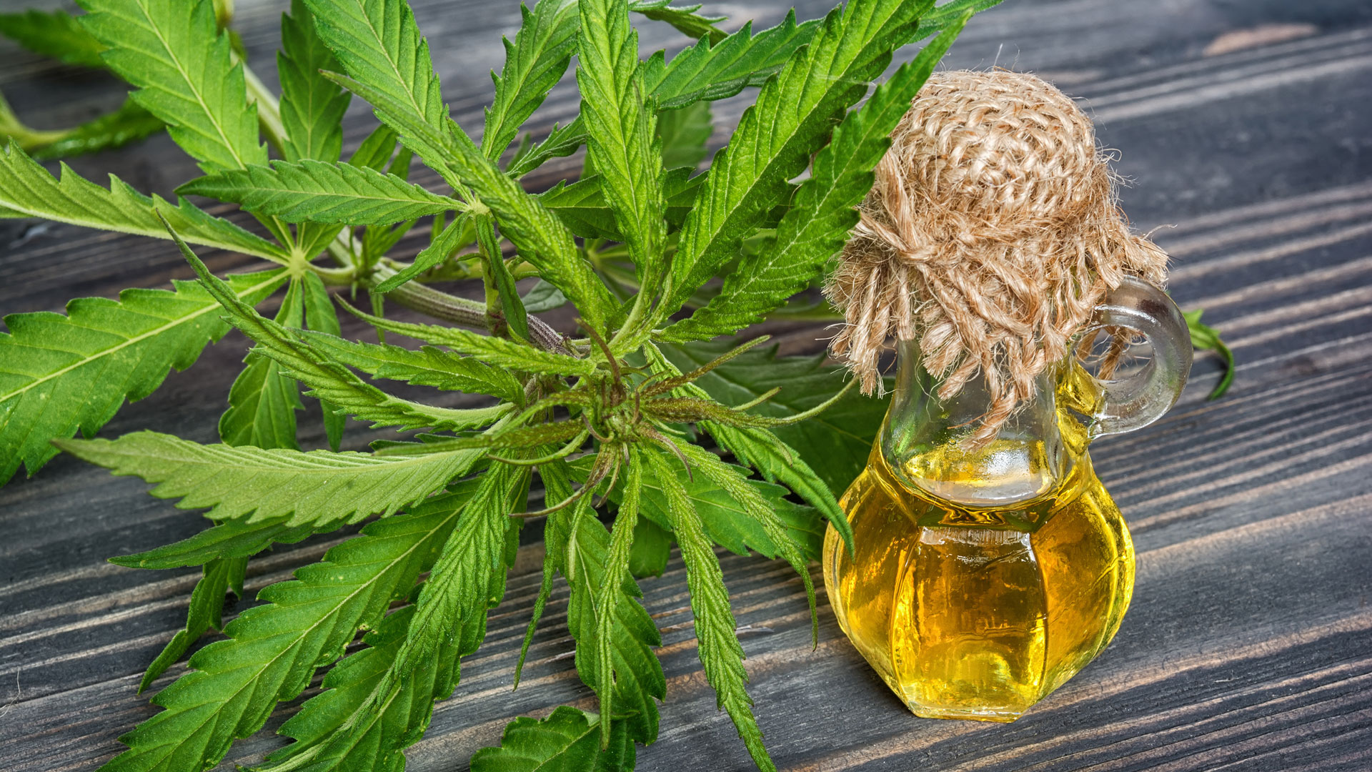 usage médical de l'huile de cannabis